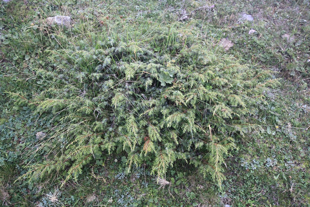 Juniperus sabin mature width