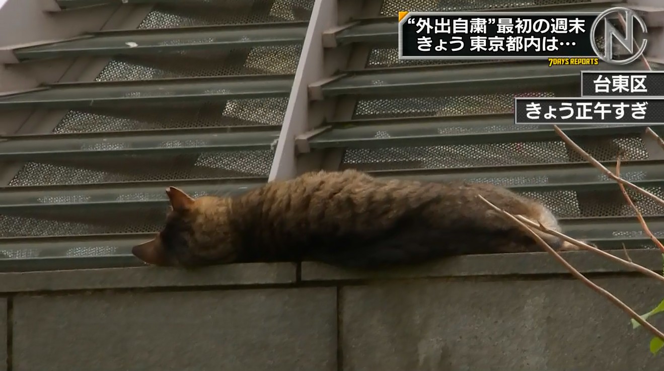 ゆるふわ怪電波 埼玉 ふて寝する猫かわいい T Co Ilcw6budhp Twitter