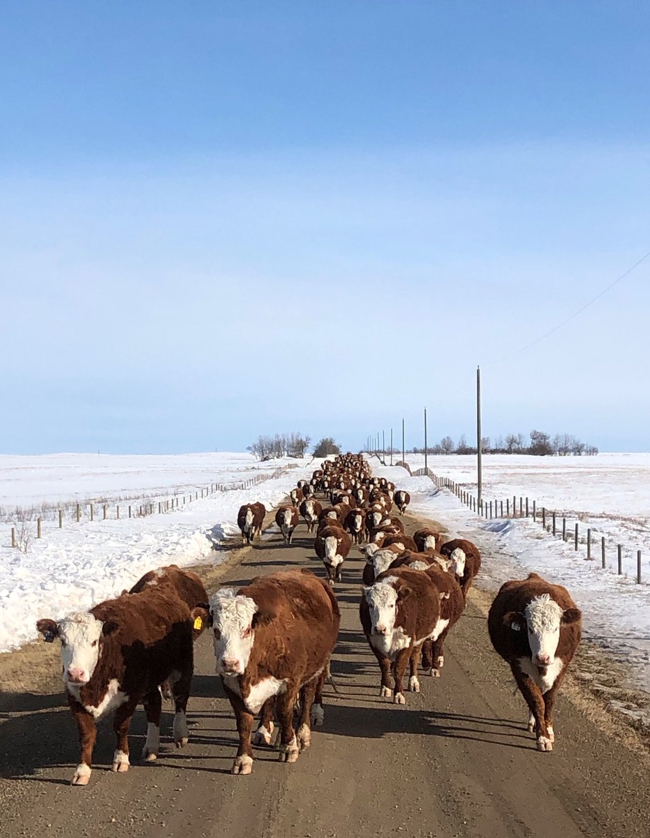 Crossing Highway 14 with 500 Hereford cows. Coming off corn grazing heading home to calve. #calving2020 ⁦<a href="/CAN_Hereford/">Canadian Hereford</a>⁩ #fentonherefordranch