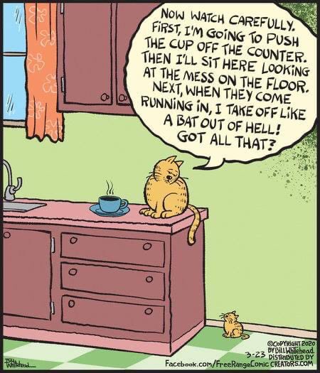 ssquirrel007's tweet image. Home schooling #WhatIAmLearningInQuarantine 
#Caturday #WatchThis