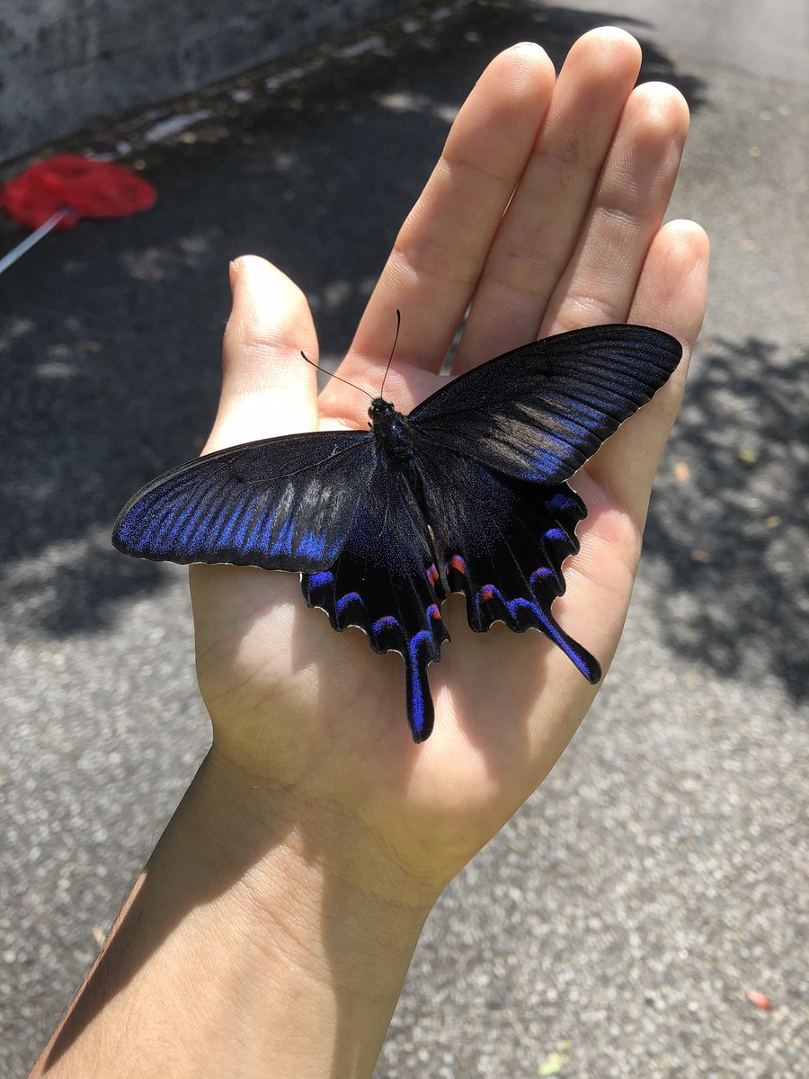 sadspeIl's tweet image. miyama crow swallowtail butterfly 
photo credit: @mushi_yahhoi64