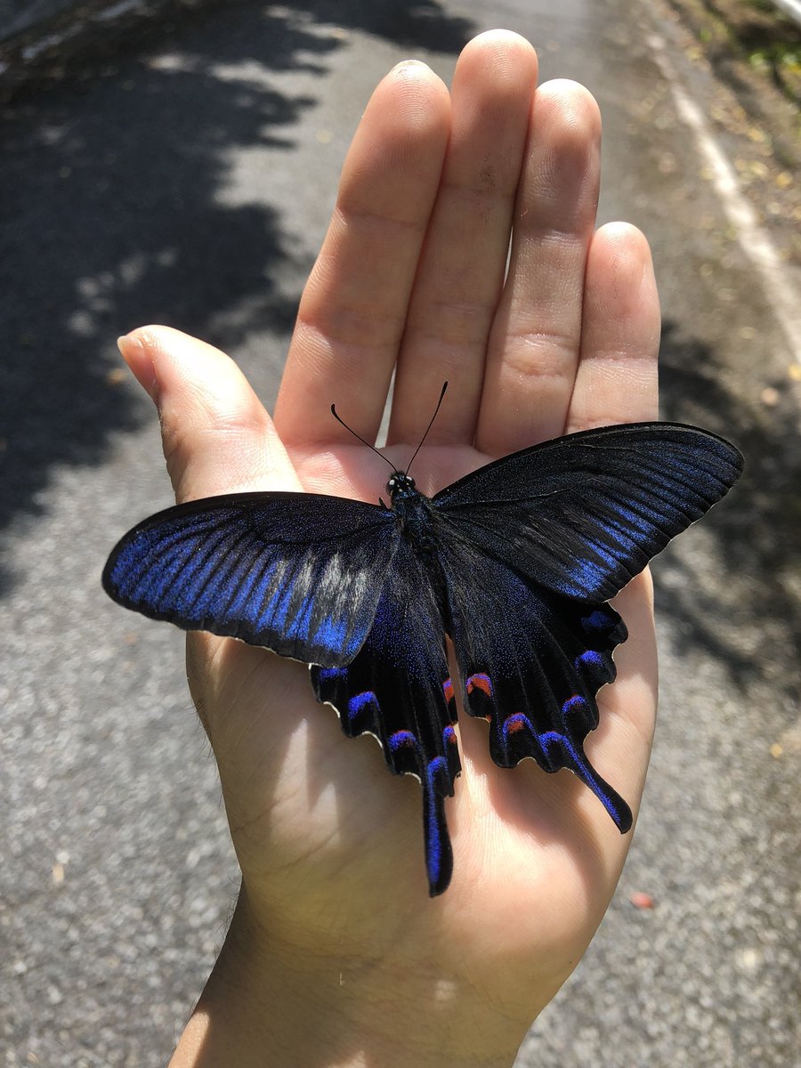 sadspeIl's tweet image. miyama crow swallowtail butterfly 
photo credit: @mushi_yahhoi64