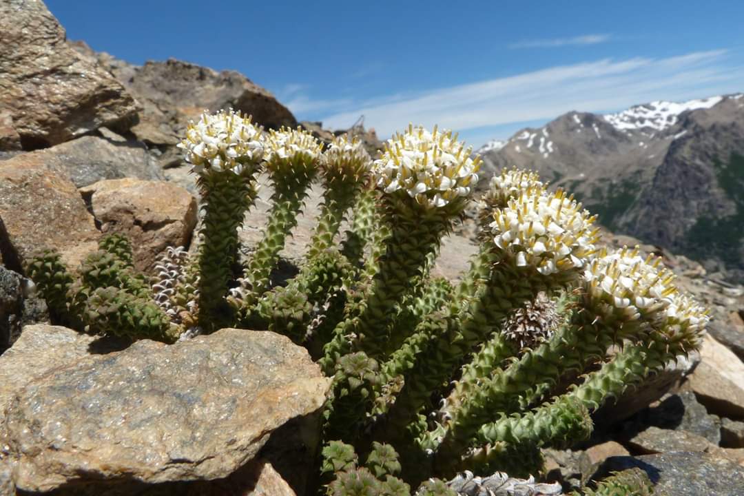 rhfortunato1's tweet photo. Nassauvia axilaris Patagonia https://t.co/RJltdMq4tj