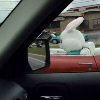 UncleDuke1969's tweet photo. “It’s time,” he thinks, as the Easter Bunny tosses a few MREs, an iPhone charger, and a copy of Watership Down into his bug out bag and heads to the bunker upstate. https://t.co/GYDrSJKTKq