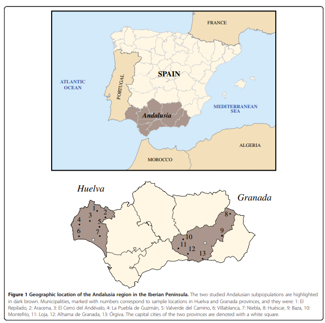 Human maternal heritage in Andalusia (Spain): its composition reveals high internal complexity and distinctive influences of mtDNA haplogroups U6 and L in the western and eastern side of region https://bmcgenet.biomedcentral.com/articles/10.1186/1471-2156-15-11