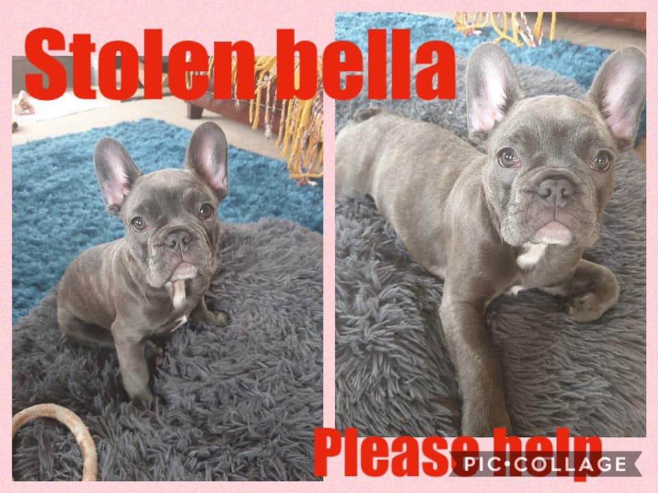 nicola_nicola2's tweet photo. 🚨STOLEN BELLA FROM A KEY. WORKER 
While she’s been caring for other though this pandemic today she arrived home to find her puppy Bella stolen and house trashed. Prince of wales road Sheffield s2 £500 reward for Bella’s safe return !! @HelpSheffield @SheffieldStar @BBCSheffield https://t.co/eWjkGY9HZe