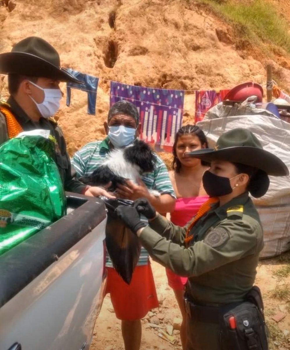 VocacinPolicia1's tweet image. Mediante gestión interinstitucional @CarabinerosCol #Meval realiza campaña #alimenta a un amigo 🐕, Entregando alimento a perritos callejeros en el municipio de #Itagüí, demostrando de esta forma que los animales domésticos no trasmiten el virus #COVID19 @PoliciaMedellin