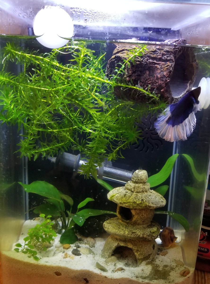 ping pong ball betta fish