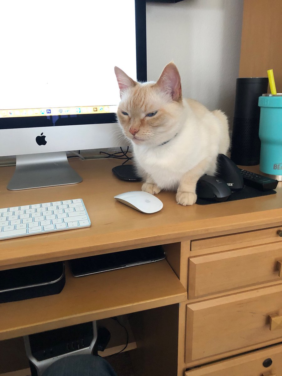 dbmktpro's tweet image. Isolated at home, Charlie guards his recent prey.  #Caturday