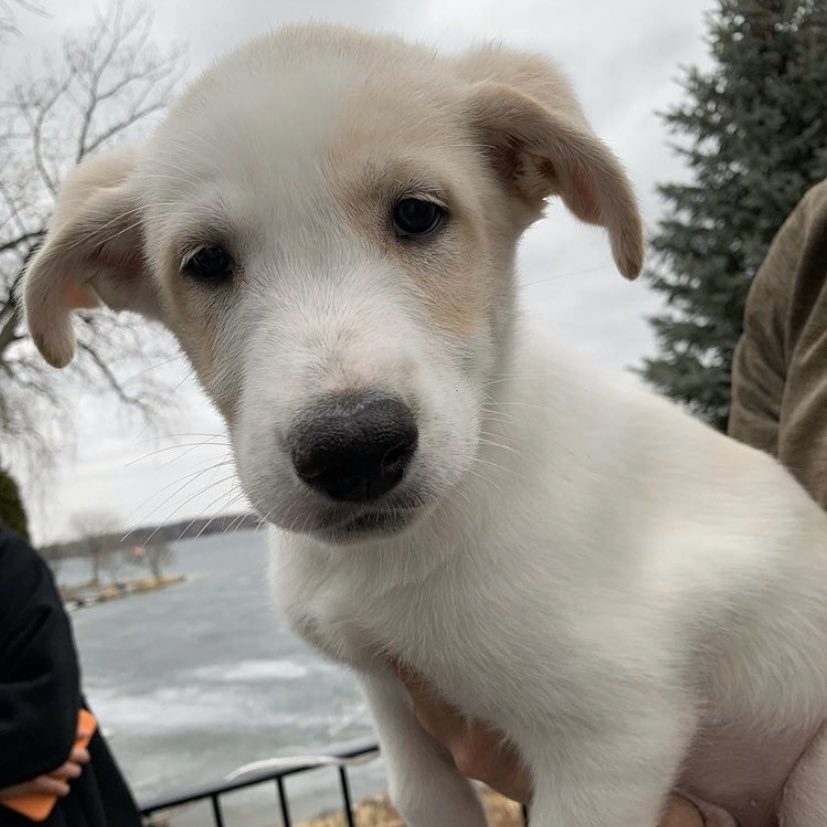 Canucks's tweet photo. Meet Milo, @BBoeser16’s new puppy! 🐶😍 https://t.co/ZPxccKy6nW