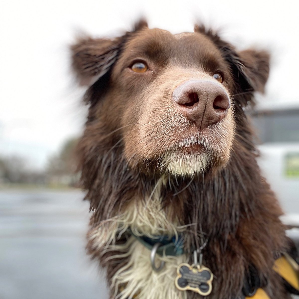 goosecommanders's tweet photo. Took this shot of Sparks as he was surveying the property for any more geese. He does this at all of the places we service. It’s like he has to certify it as clean of all geese before he leaves. 😎Such a good dog.🐶 #goosedogs 
#australianshepherd #smallbiz https://t.co/XTp9NcdepI