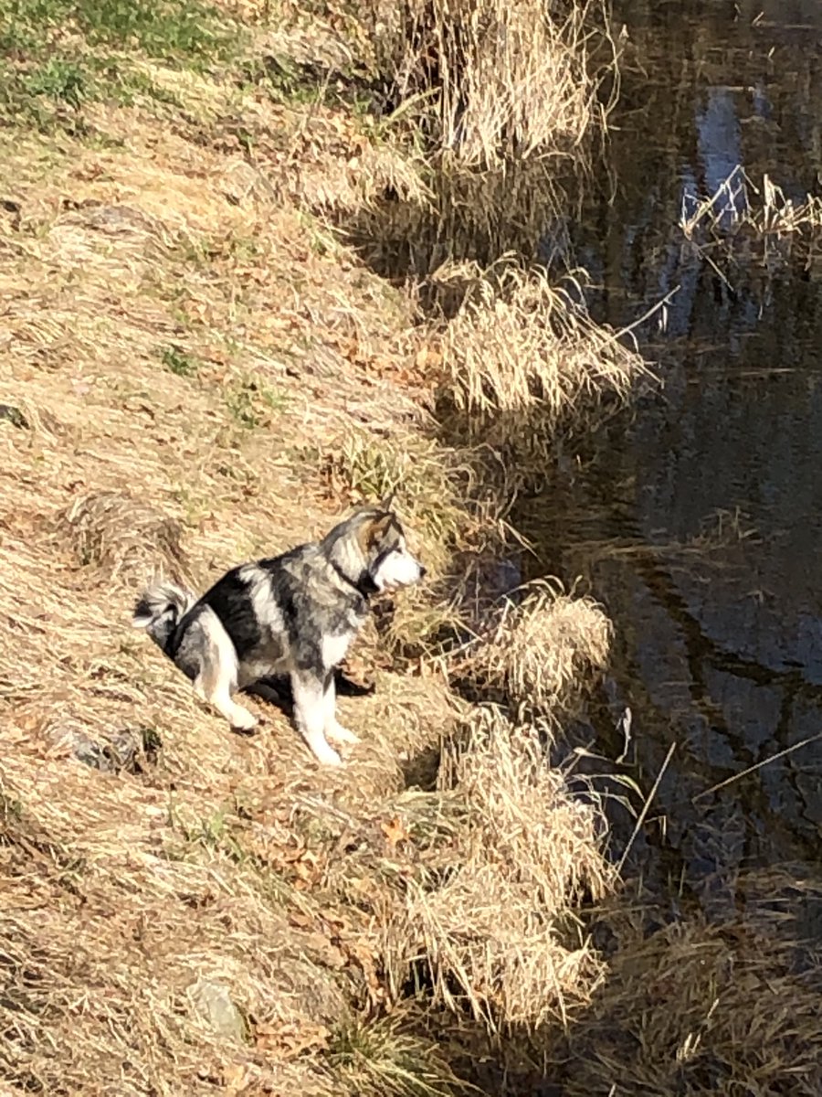 dr_pgl's tweet photo. #self-careselfie #balto #healingwater https://t.co/DPXN3zfKNd