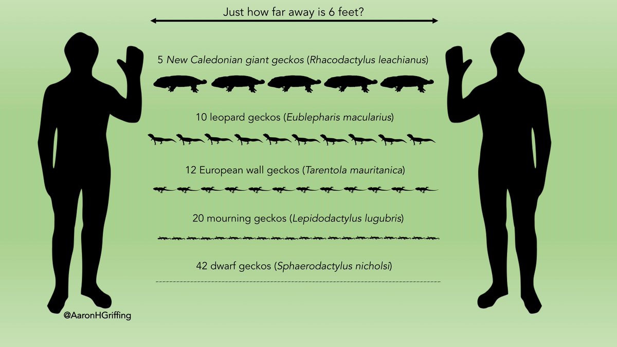 AaronHGriffing's tweet photo. Inspired by @MyFrogCroaked's recent post with frogs, get to know #SocialDistancing rules with #geckos! Don't worry — I personally trained 42 Sphaerodactylus to line up and make sure this was accurate. https://t.co/hmSgkOZVPO