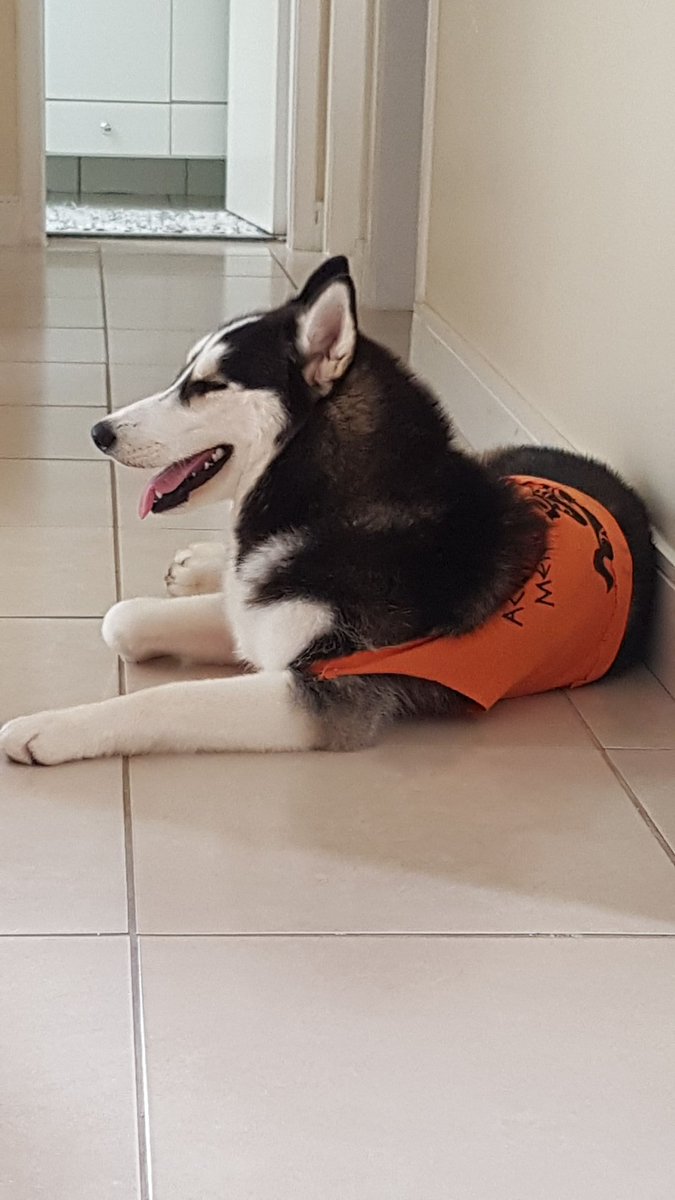 padscurve's tweet photo. Minha doguinha é semideusa e eu posso provar #rememberpjo https://t.co/lPcrhYnRwt