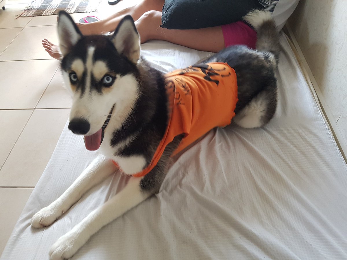 padscurve's tweet photo. Minha doguinha é semideusa e eu posso provar #rememberpjo https://t.co/lPcrhYnRwt