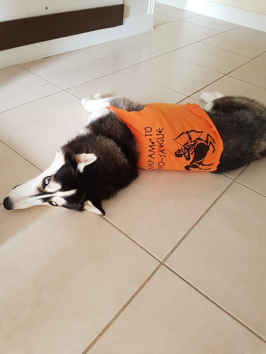 padscurve's tweet photo. Minha doguinha é semideusa e eu posso provar #rememberpjo https://t.co/lPcrhYnRwt