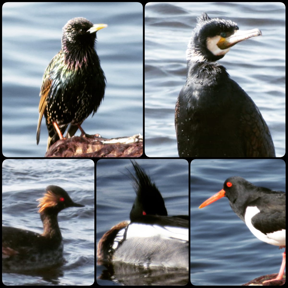 Dat een zwarte vogel zo mooi kan zijn! En dan die prachtige kleine rode ogen. #spreeuw #aalscholver #geoordefuut #middelstezaagbek #scholekster #prachtkleed #zomerkleed #birds