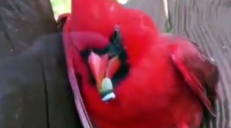 Kenjisus1's tweet photo. the lonely cardinal seems to free his mind at night https://t.co/2xTxvXFKUM