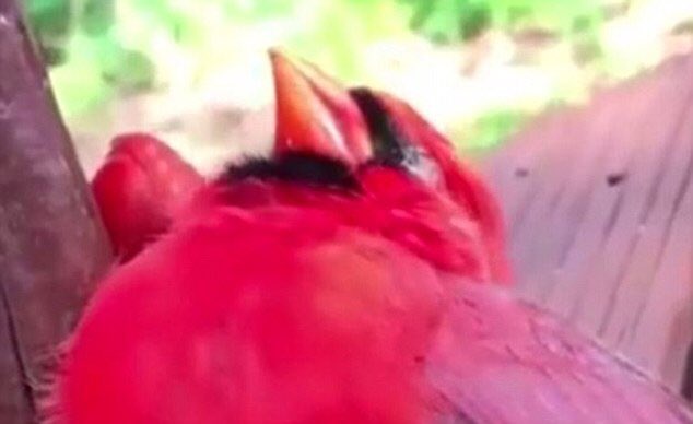 Kenjisus1's tweet photo. the lonely cardinal seems to free his mind at night https://t.co/2xTxvXFKUM