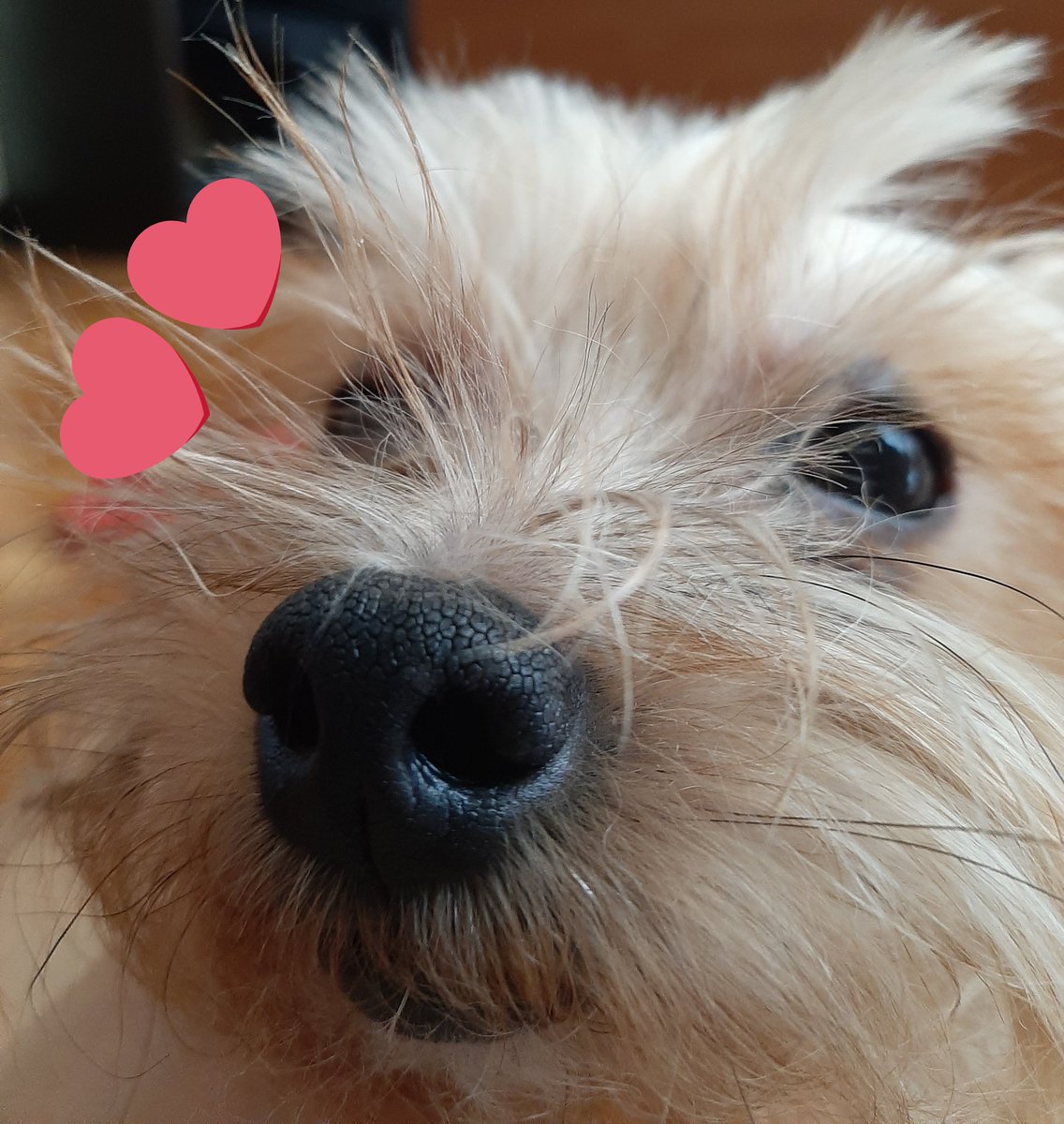  88/366seok !!!! today too, i hope your day passed happily and healthily ^^  have this close up pic of my dog and go to sleep thinking good thoughts !!