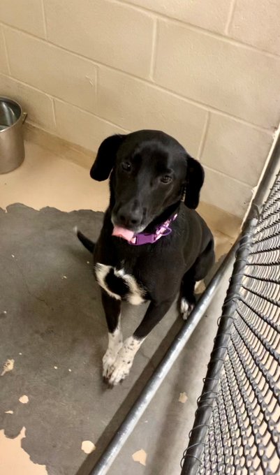 의 미디어: RT @nyshelterpets: 🐕 Snuggle #SHELBY now! #petlovers She's the loveliest! #AdoptMe 💙 https://t.co 의 미디어: RT @nyshelterpets: 🐕 Snuggle #SHELBY now! #petlovers She's the loveliest! #AdoptMe 💙 https://t.co