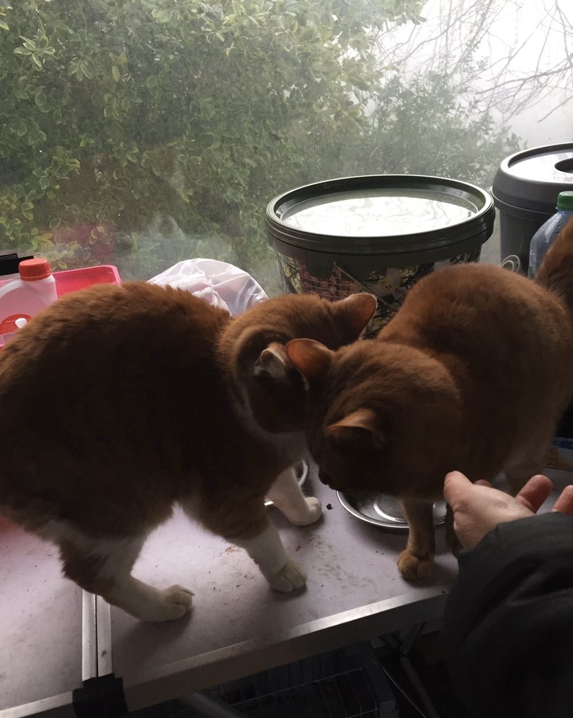 MillieMall's tweet photo. @hamish_mccat @MishaMischief Mumโs looking back at tweets & photos from the wonderful day that was #ProjectB2 She took this snap of Barney & Benny just before they set off on their epic journey from @KeighleyCatCare ๐๐ https://t.co/2X5oFBoYTH