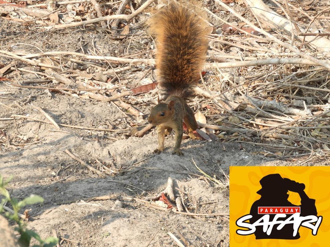 Sabian que en el chaco paraguayo hay una superficia muy pequeña y amenazada de un tipo de bosque que no es chaqueño (Bosque chiquitano). La unica zona de Paraguay que tiene ardillas. Foto de Carlos Valiente, zona Chovoreca.  instagram.com/p/B-Qr1A1FCT7/…