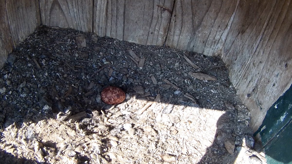 JacquesvdPloeg's tweet photo. Vroege #torenvalk, in deze kast in de #Noordoostpolder is het 1e ei gelegd. Vorig jaar was dit op 26-3 bij dit paartje. Geeft maar aan dat er eten #muizen volop is! @waarneming @Sovon #wrnop https://t.co/joaIlLJ4ZZ