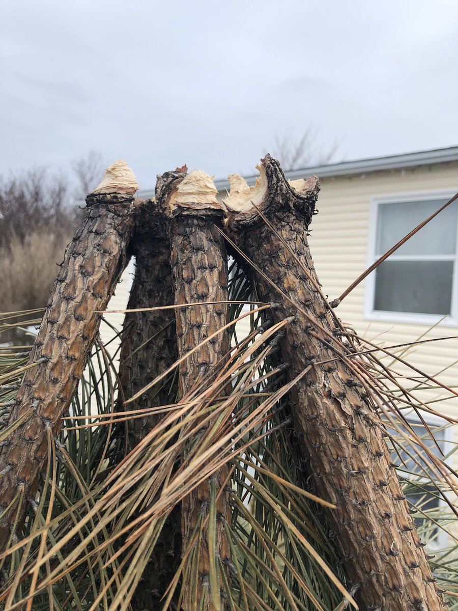 WeirErnie's tweet photo. The shortest tree used to be the tallest tree #snowdamage from Dec. #nlwx https://t.co/2OKZPumlbp
