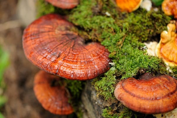 Due to #COVID19, I think that the global demand for herbal medicine will be high. So, a new project for herbal medicine tree growing, especially #Lingzhi #mushrooms,  will be an idea at present. 500 hectares of land is available. Any investor will ?