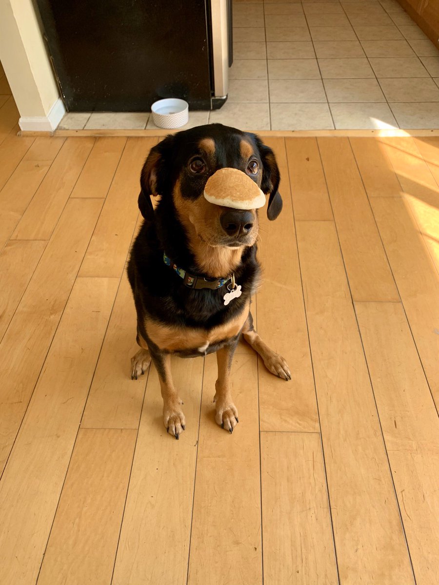 colieechristine's tweet image. Hey @dog_rates I know you said only send dogs but this stack of pancakes was looking extra fluffy #PancakeChallenge