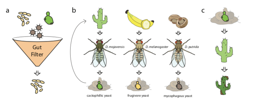 Oikos_Journal's tweet image. Koerte et al: Variable dependency on associated yeast communities influences host range in Drosophila species

onlinelibrary.wiley.com/doi/10.1111/oi…
@wileyecology @NordicOikos #mutualism #speciation #nicheconstruction