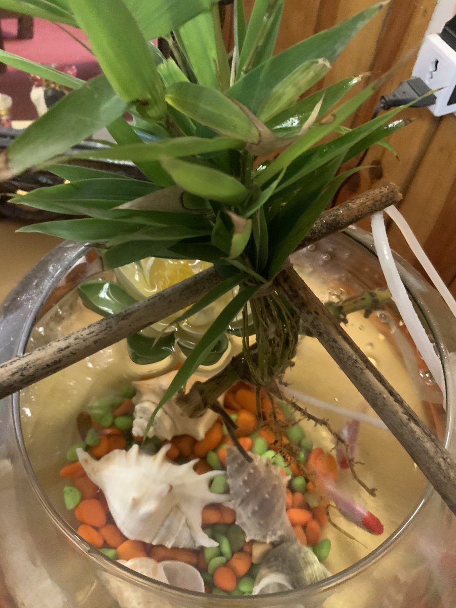 drnipunjindal's tweet photo. An attempt at a small scale #aquaponics #miniecosystem at homewith orange cap oranda #goldfish
#DIY #homeaquaponics https://t.co/G0qqgz1i52