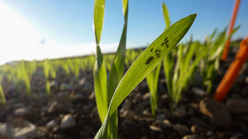 Semences_France's tweet photo. Centre – #Céréales de printemps : surveiller les pucerons
https://t.co/0JMScQ7tCW https://t.co/1AN2QsV4Ee