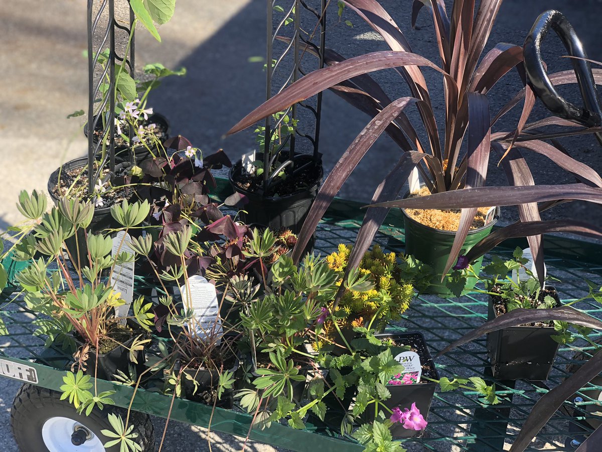FlamingoAtHeart's tweet photo. Tip of the day: Bloom where you're planted!  #lovehendo #smallbusinesssupportingsmallbusiness 
PS. @raymondsgardencenter will be open tomorrow too, they are an essential part of my lesson plans for next week! 😏 @freemanauto is also open! https://t.co/sjdHfXSDoc