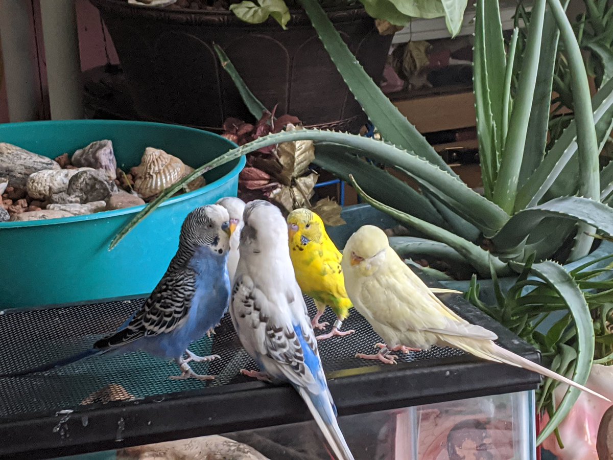 The flock continues to have meetings although their work has been deemed unessential.
#mycoworker #StayAtHomeAndStaySafe #lockdown #BirdTwitter #birbs #budgielife #henlo #workingfromhome #QuarentineLife #birbsoftwitter