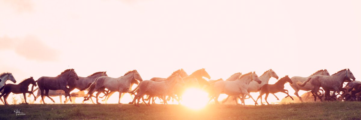 Medieval Times ATL tweet media