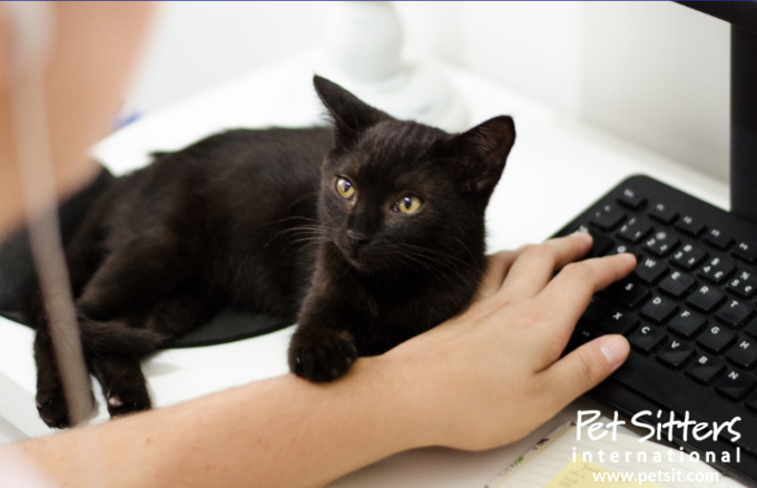 PreciousFur's tweet photo. Let's Stay Pawsative! #catscovid #SFcatsitting #catsofsf https://t.co/uD0aymp8uN