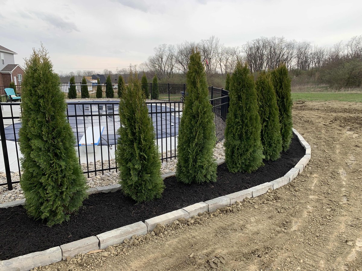 RouseLawn's tweet photo. It was a record breaking week for the crew! We planted 36 Arborvitae trees. These trees are great for privacy or adding depth to your landscape.  They will grow approximately 3-4 feet wide and 10-12 feet tall. https://t.co/zWUq7ZHSOT