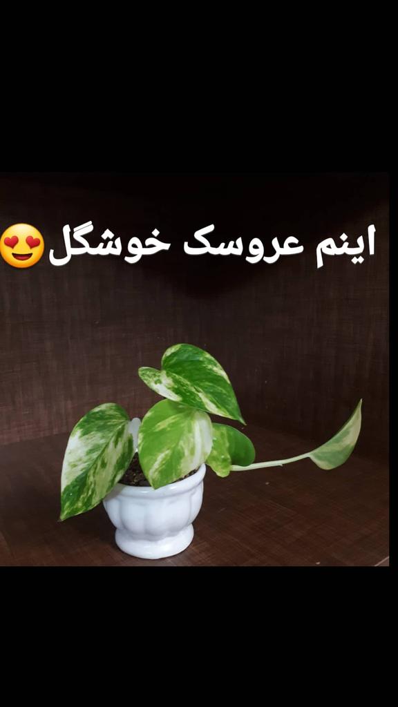 M59568472S's tweet photo. خدا زیباست و زیباییها رو دوست دارد... https://t.co/N8qiKaph8n