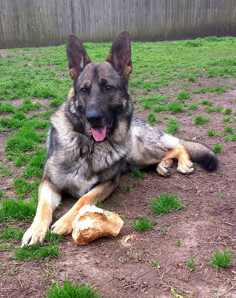 Okiemom50's tweet photo. @GSDCofAmerica Beautiful pic ๐๐ โSheppy Saturday!โ #gsdca #gsd #dogs #pets #sheppysaturday #germanshepherds
My friend's latest post: https://t.co/Swj1ClyQmS