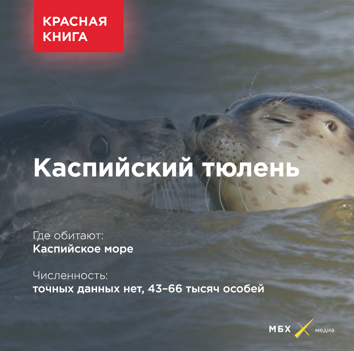 Тюлень красная книга. Тюлень описание. Серый тюлень красная книга. Тюлень красная книга описание. Длинномордый тюлень красная книга.