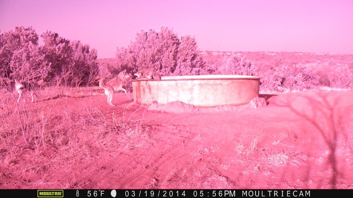 Best caption wins Miss Pursuit t-shirt and neck gaiter...No filter on this, just odd exposure... Ready, Set... GO! 
 #coyotesniper #coyotes #cayotecalling #deadcoyote #coyotehunting #deaddog #predatorcontrol #predatorhunting #muledeerinsurance