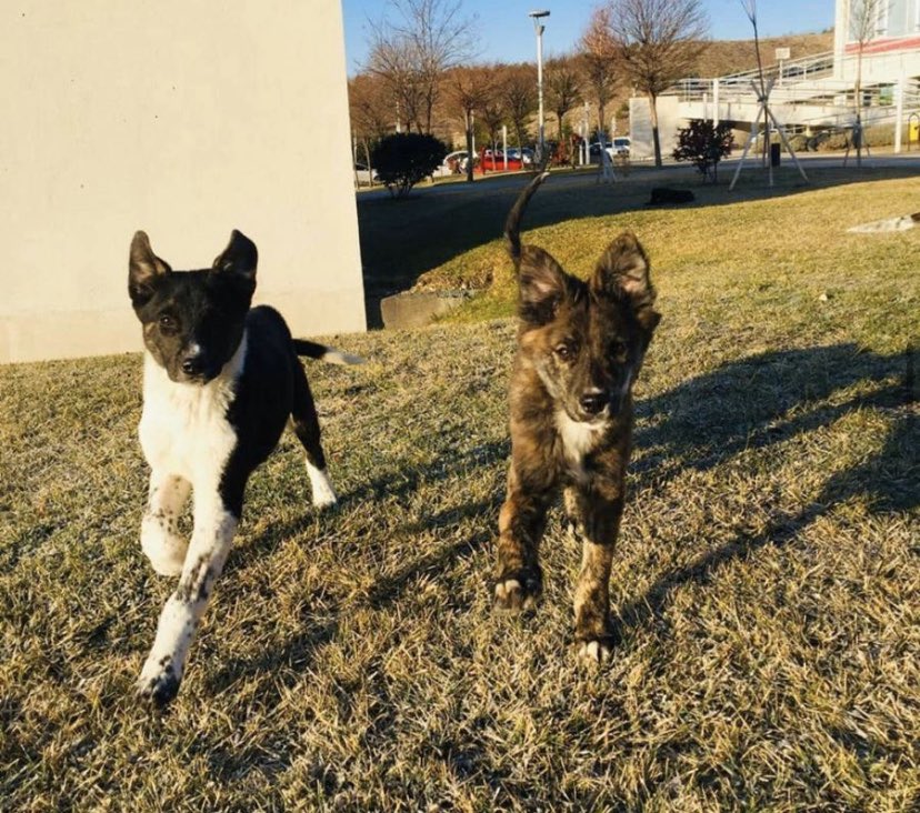 RektorParodi's tweet photo. Sa, gönüllü karantina döneminde evcil hayvan etkinliği yapmaya karar verdim. Evcil hayvanınızın fotoğrafını bu tweetin altına bırakın. Sizler için 1 sokak hayvanını besleyelim.
İlk ben; https://t.co/xHMLICNRAF