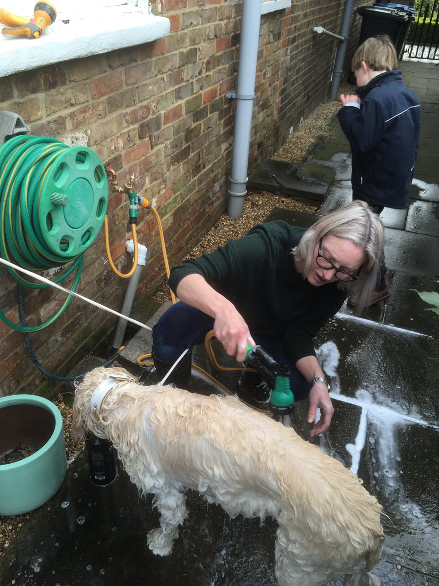 paulsthomp's tweet photo. First test of the dogs warm shower https://t.co/czj6CVH8aF