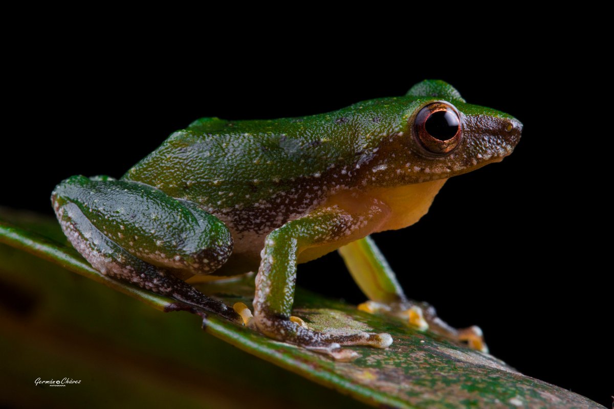 GermnChvez4's tweet photo. Pristimantis #frogs have pissed #scientists off by decades. That is because of their intra specific variation make them a bit harder to identify. But every effort is worthy when you get an awesome species like this Pristimantis padiali from #peruvian #Amazon . #biology #IR31 https://t.co/OpUMPrUuJ6
