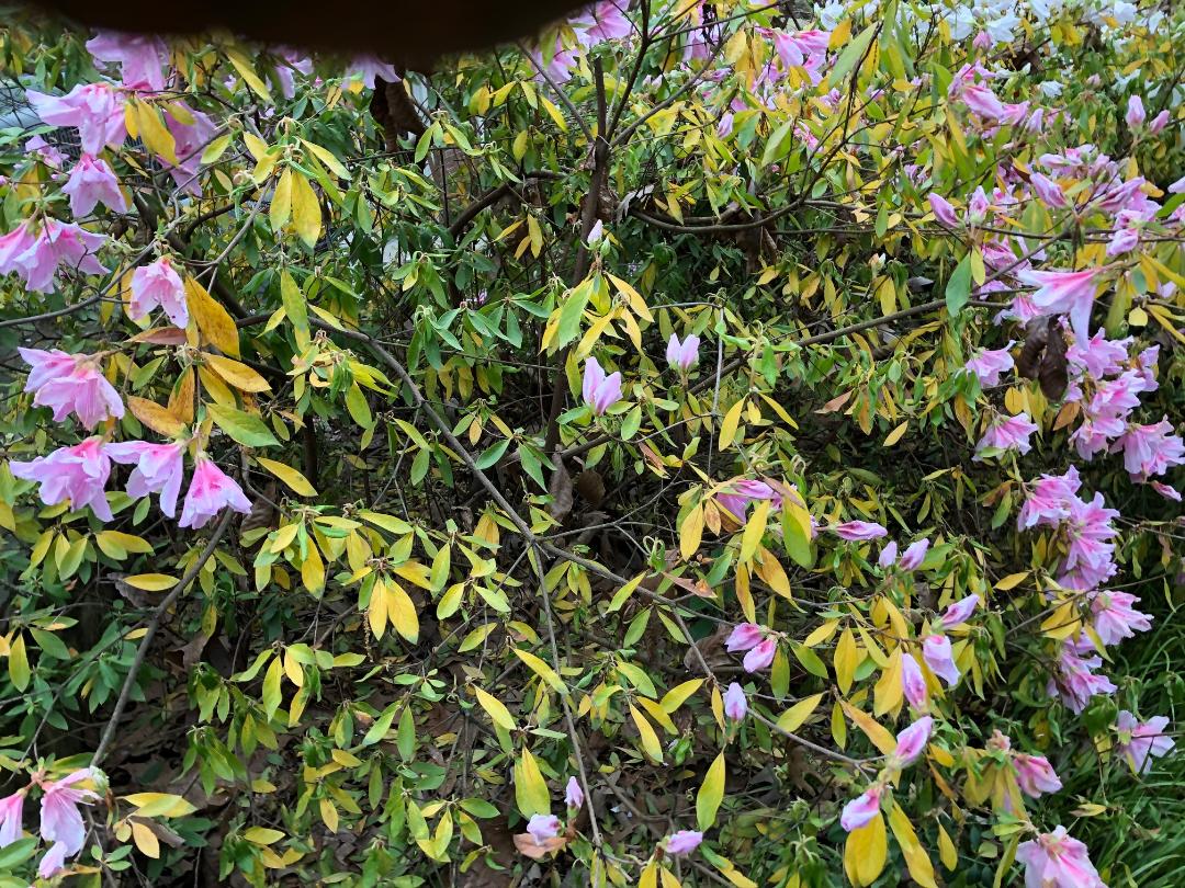 WalterReeves's tweet image. Have you noticed a precipitous decline in the health of some of your azaleas? With all the rain we've had, I predict azalea root rot will be on the increase. walterreeves.com/landscaping/az…