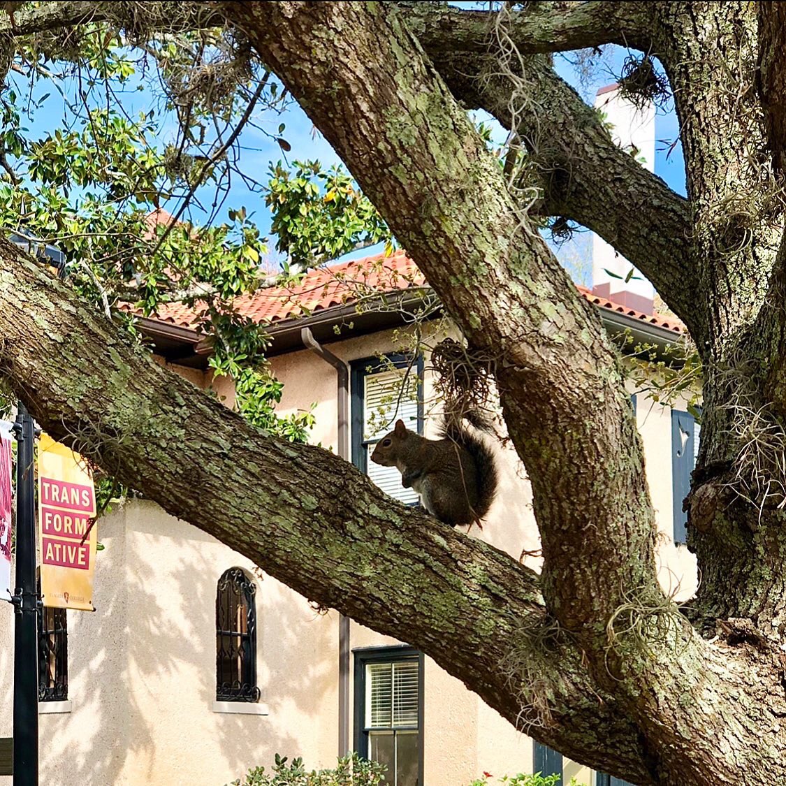 FlaglerCollege's tweet photo. One week of online classes: the animals have claimed our campus 🦆🦔🐿 https://t.co/2mlXWnzqB1