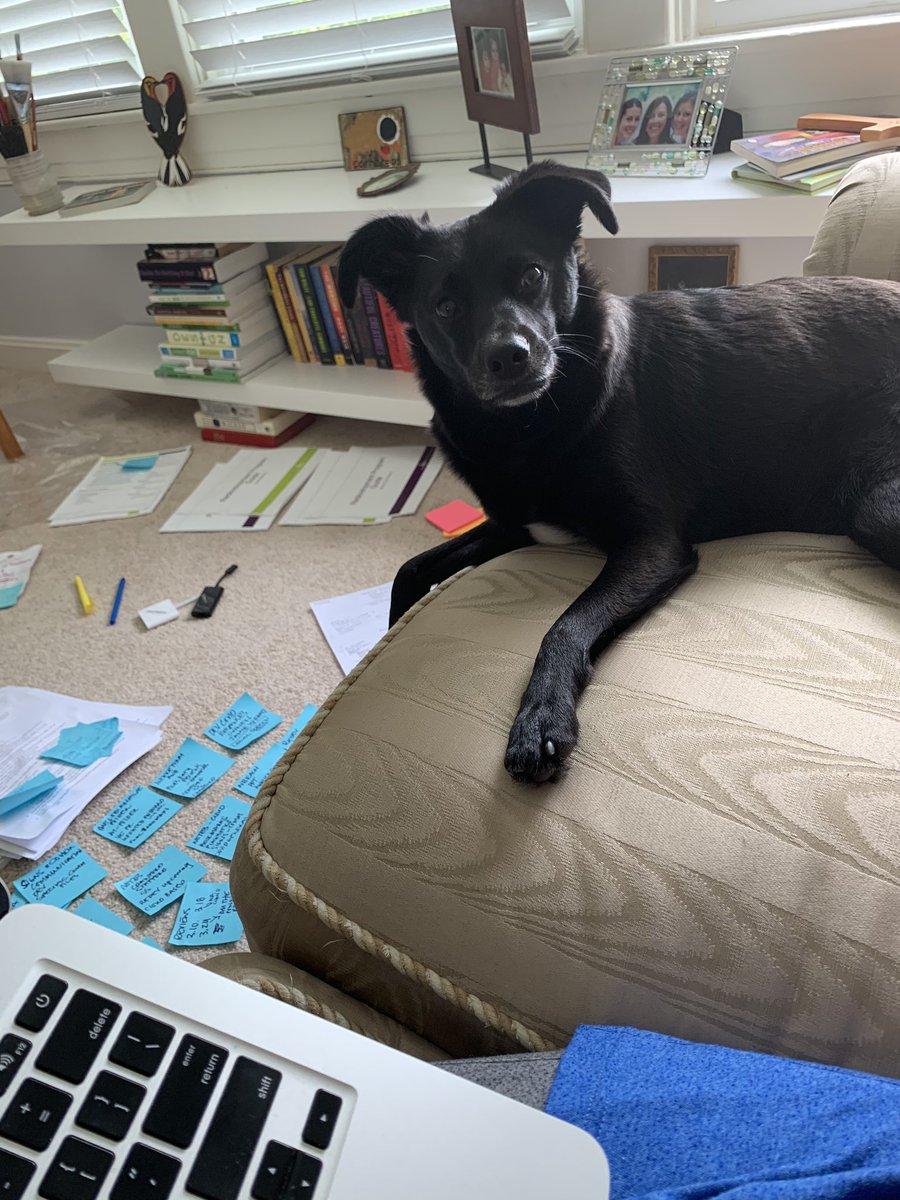 theecodivas's tweet image. Weekend warriors 💻 🐕 My co-worker is less than impressed but hanging in with me 💗 #healthyathome #wfhlife #cocobella #doglife #furrycoworker