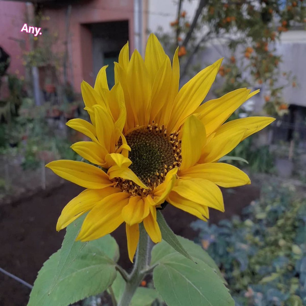 AnyVitale's tweet photo. Il terzo girasole del 2020 si è aperto... 😜 #girasoli🌻 #girasoles🌻 #fioritura #flowering #fiorigialli #fiori #flawless #istaflower #marzo #primavera #stspring #belezza #beutiful #giardino #garden https://t.co/0REz6pO3fw
